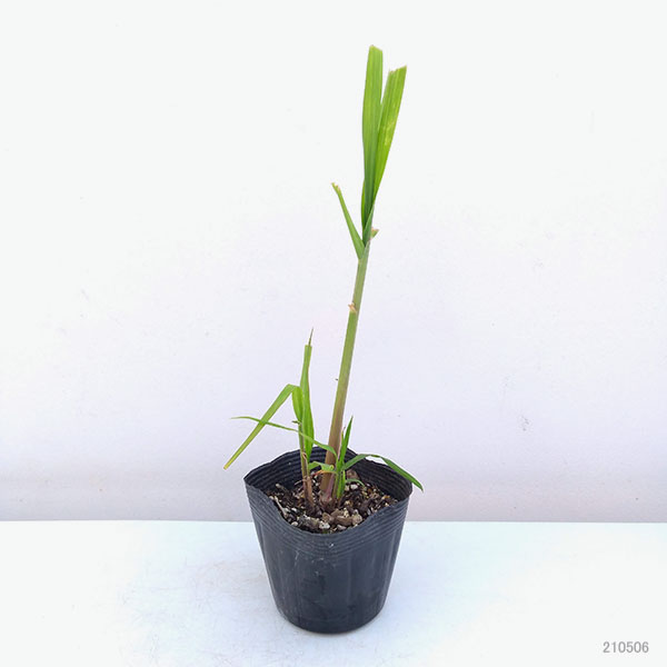 園芸ネット本店｜[26年4月下旬予約]和三盆サトウキビの苗：竹糖3.5号