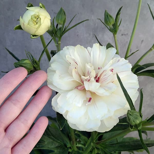 園芸ネット本店｜ラナンキュラス：ラックス ニノス6号鉢植え の通販