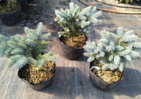 園芸ネット本店｜[送料無料]ピセアプンゲンス（プンゲンストウヒ