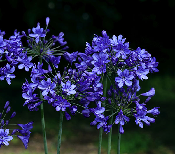 園芸ネット本店｜アガパンサス：ブリッツプレステージ11cm角ポット* の