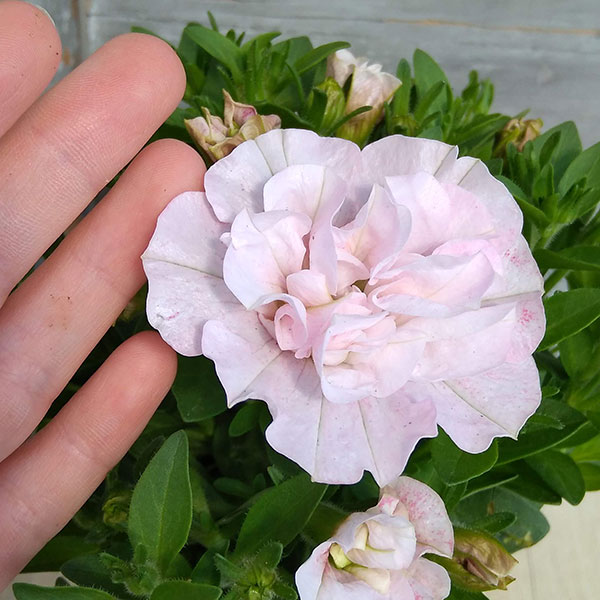 園芸ネット本店｜ペチュニア：ホイップマカロン バラエティ6品種セット