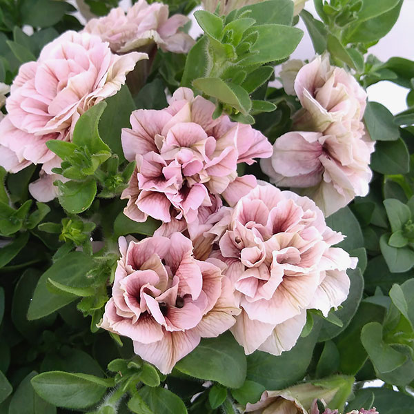 園芸ネット本店｜ペチュニア：ホイップマカロン バラエティ6品種セット