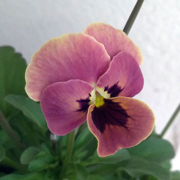 園芸ネット本店｜見元園芸さんのビオラ：ピンクコアラ3-3.5号ポット 6