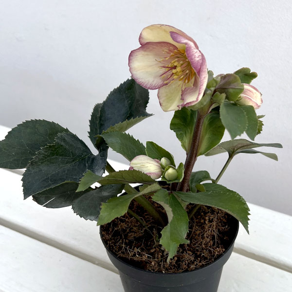 園芸ネット本店｜クリスマスローズ：*HGC Ice N'roses 氷の薔薇