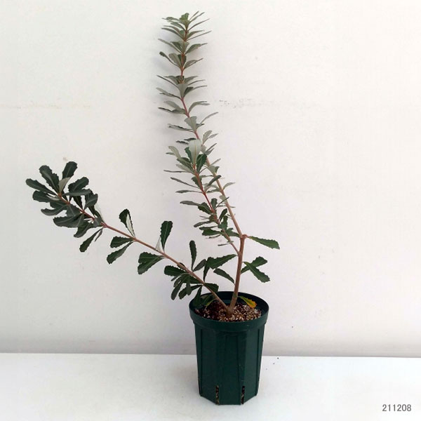 園芸ネット本店｜バンクシア：コーストバンクシア5号鉢植え の通販【公式】