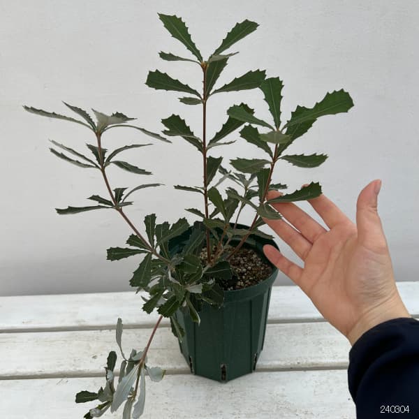 園芸ネット本店｜バンクシア：コーストバンクシア5号鉢植え の通販【公式】