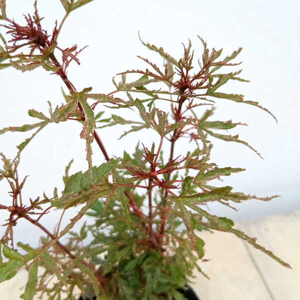 園芸ネット本店｜モミジ：京の舞3号ポット の通販【公式】