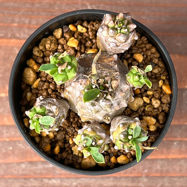 園芸ネット本店｜ユーフォルビア：峨眉山（ガビザン）2.5号鉢植え の