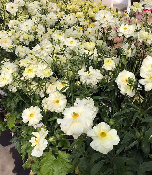 園芸ネット本店｜ラナンキュラス：ラックス グレーシス3.5-4号ポット