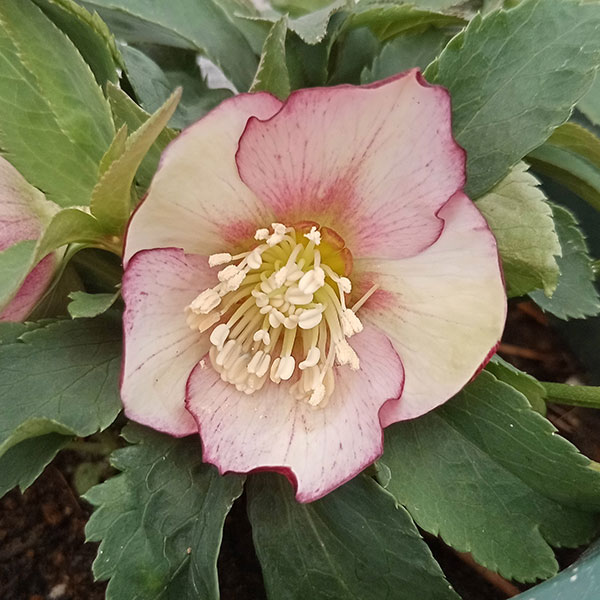 園芸ネット本店｜クリスマスローズ：*プチドール彩（あや）5号鉢（開花