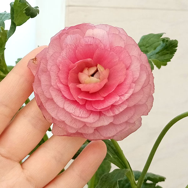 園芸ネット本店｜ラナンキュラス：ラックス ヘラ5号鉢 の通販【公式】