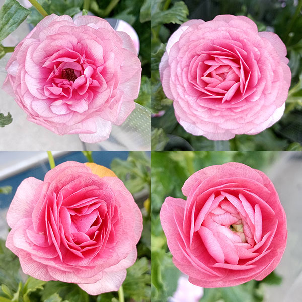 園芸ネット本店｜ラナンキュラス：ラックス ヘラ5号鉢 の通販【公式】