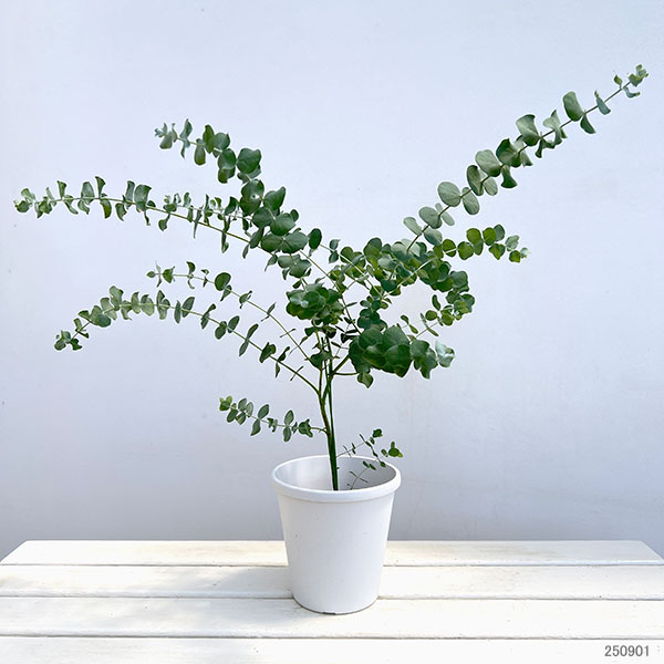 園芸ネット本店｜ユーカリ：シネレア（銀丸葉）5-5.5号鉢植え の通販