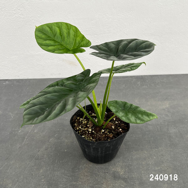 園芸ネット本店｜アロカシア：シヌアータ 4号ポット の通販【公式】