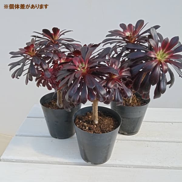 園芸ネット本店｜アエオニウム：黒法師錦（クロホウシニシキ）3.5号