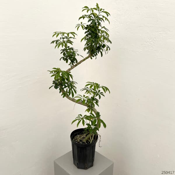 園芸ネット本店｜シェフレラ：仕立て名人のシェフレラコンパクタ