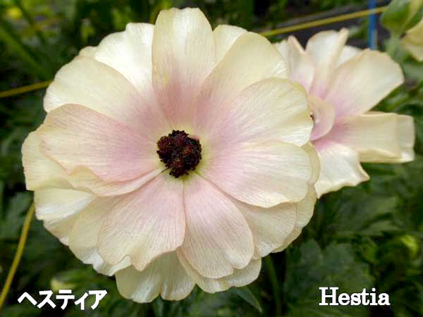 園芸ネット本店｜ラナンキュラス：ラックス ヘスティア3.5-4号ポット