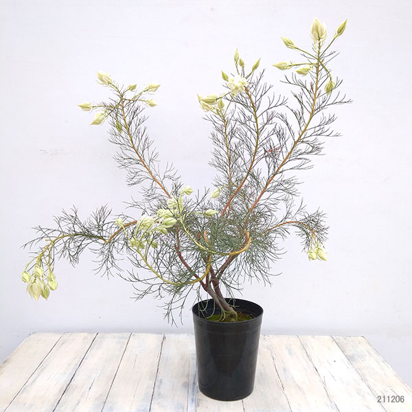 園芸ネット本店｜セルリア（ジョーイセルリア）：ブラッシングブライド