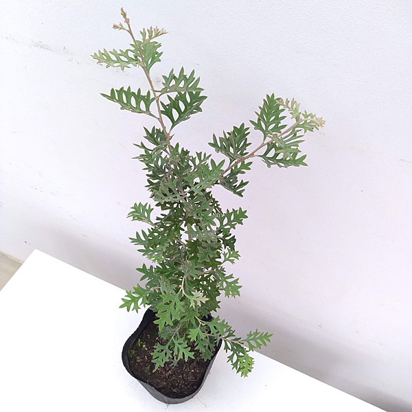 園芸ネット本店｜グレビレア：ロックグレビレア6号ポット の通販【公式】