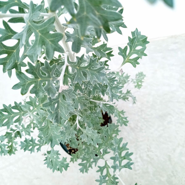 園芸ネット本店｜グレビレア：ロックグレビレア6号ポット の通販【公式】