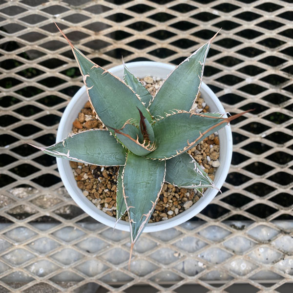 園芸ネット本店｜アガベ：パープソラム（帝釈天）3.5号 の通販【公式】