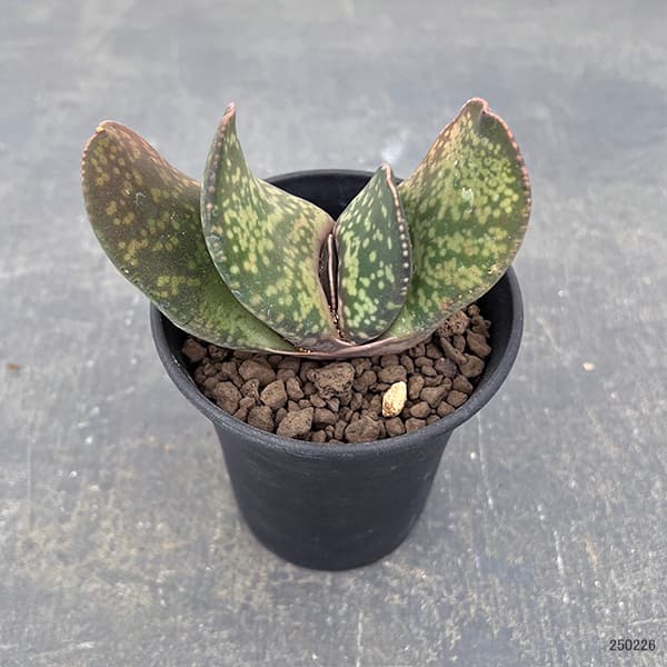 園芸ネット本店｜ガステリア：恐竜 3号25-01 の通販【公式】