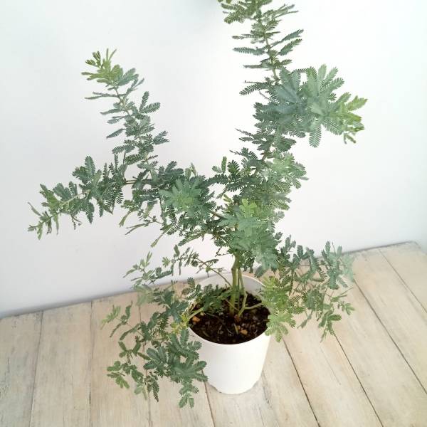 園芸ネット本店｜アカシア：ギンヨウ（銀葉）アカシア 5号鉢植え の