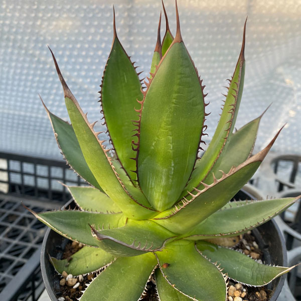 園芸ネット本店｜アガベ：ホリダ 5号鉢植え の通販【公式】