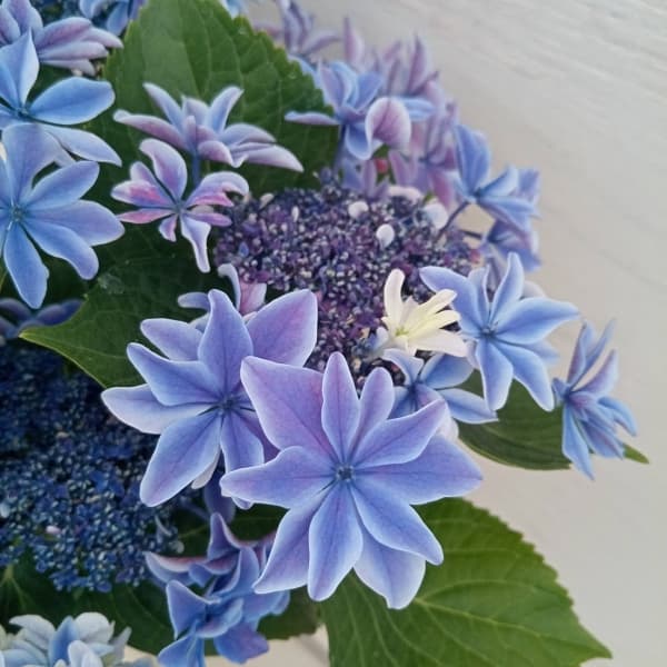 園芸ネット本店｜[春の鉢花予約]アジサイ：月虹（ゲッコウ）ブルー5.5