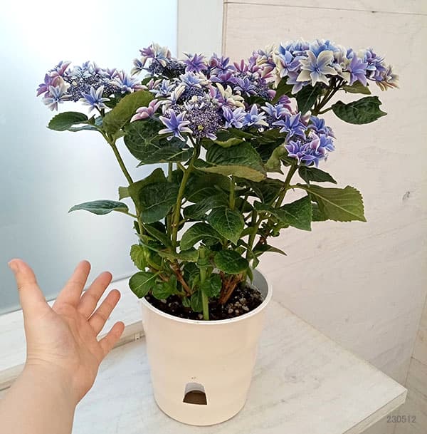 園芸ネット本店｜[春の鉢花予約]アジサイ：月虹（ゲッコウ）ブルー5.5