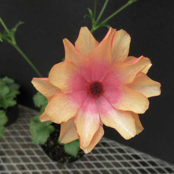 hiroakin様 ラナンキュラスラックス ハデス キュベレー 【公式通販】