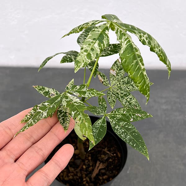 園芸ネット本店｜パキラ：ミルキーウェイ（実生株） 4.5‐5号ポット の