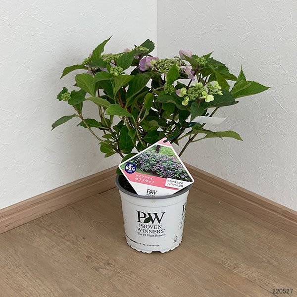 園芸ネット本店｜[26年5月中下旬予約]ヤマアジサイ：タフスタッフ