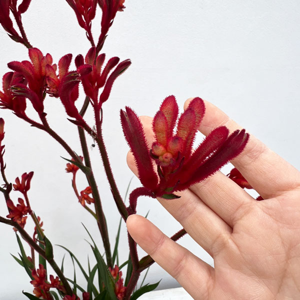 園芸ネット本店｜カンガルーポー：ブッシュインフェルノ（濃赤）5号