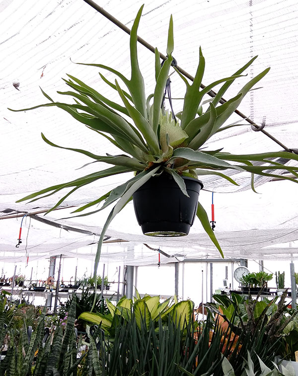 園芸ネット本店｜[ザ・ファームセレクト]ビカクシダ（コウモリラン