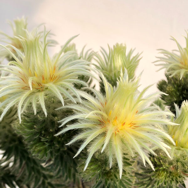 園芸ネット本店｜フィリカ プベッセンス：ワフトフェザー7号鉢植え の