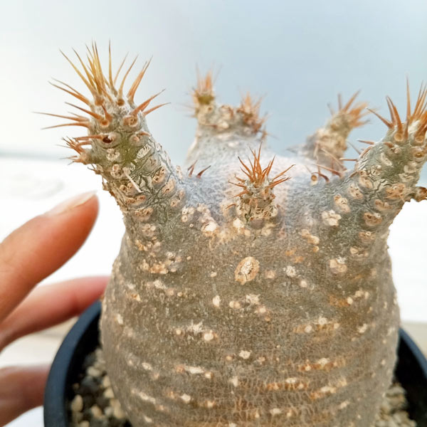 園芸ネット本店｜パキポディウム：グラキリス（発根済み株）3.5号（G11