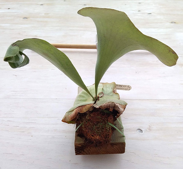 園芸ネット本店｜ビカクシダ（コウモリラン）：マダガスカリエンセ