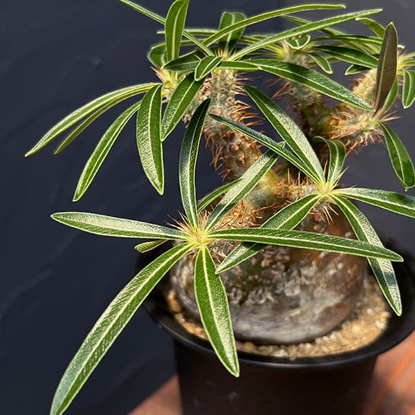 園芸ネット本店｜パキポディウム：グラキリス（発根済み株）4号 22-02