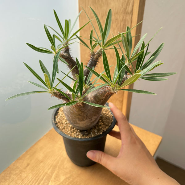 園芸ネット本店｜[送料無料]パキポディウム：グラキリス（多分枝・発根