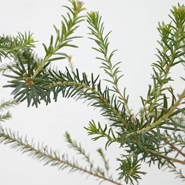 園芸ネット本店｜バンクシア：エリシフォリア（ヒースバンクシア）3.5