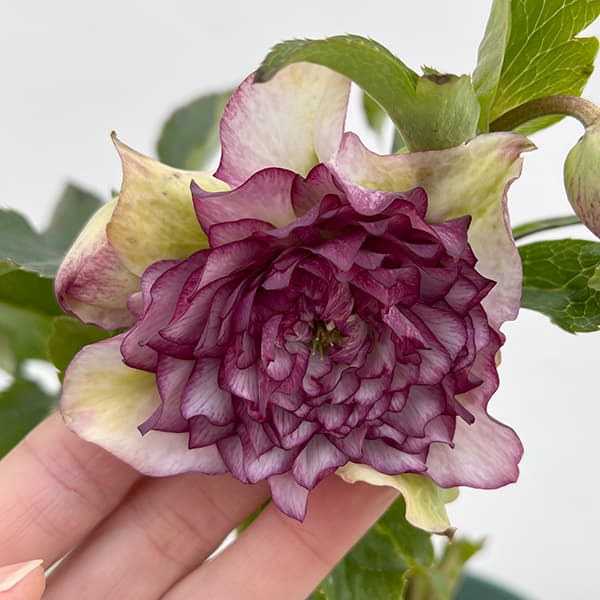 園芸ネット本店｜クリスマスローズ：*グレイスプリマドレス5号鉢 の