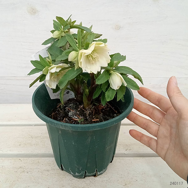 園芸ネット本店｜クリスマスローズ：*プチドール沙羅（さら）5号鉢 の