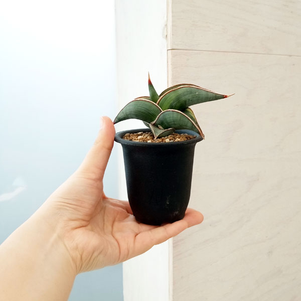 園芸ネット本店｜（わけあり特価）サンセベリア：ロリダ斑入り（S）2.5