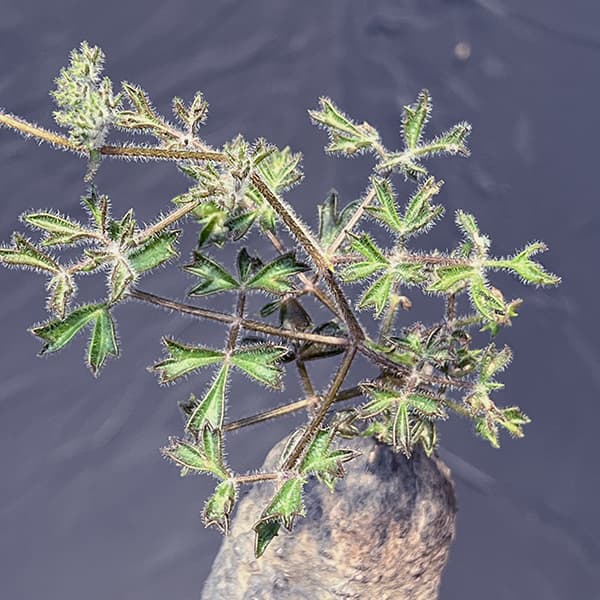 園芸ネット本店｜キフォステンマ：モンタグナッキー 4号鉢植えNo.3 の