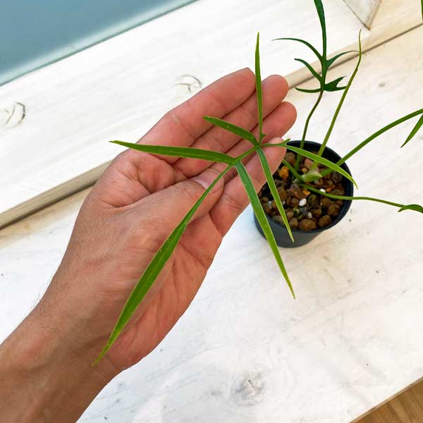 園芸ネット本店｜フィロデンドロン：ポリポディオイデス 3号 の通販