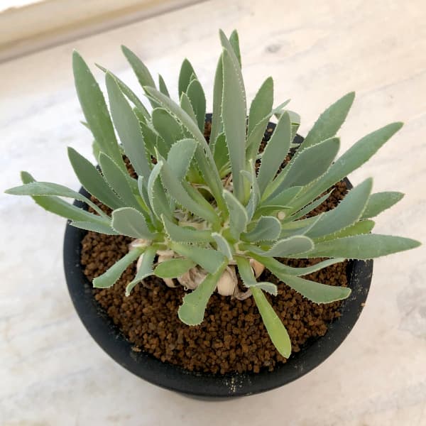 園芸ネット本店｜オトンナ：レトロルサ 3号 の通販【公式】