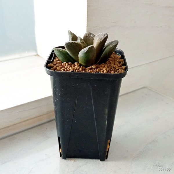 園芸ネット本店｜ハオルチア：バイオレットローズ 2.5号22-02 の通販