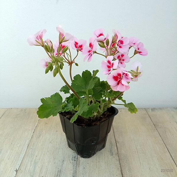 園芸ネット本店｜[26年3月中下旬予約]ゼラニウム：ルイーズ3.5号ポット