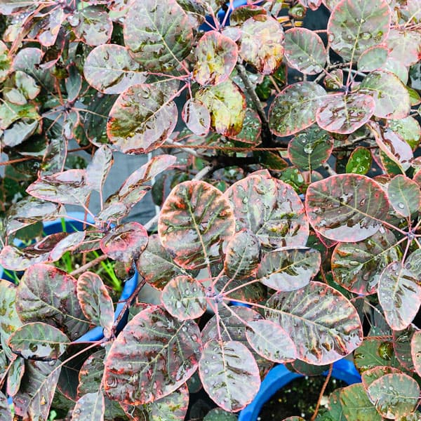 園芸ネット本店｜×スモークツリー：ルブリフォリウス7号ポット の通販